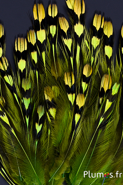 Coq de Sonnerat - 1-3 cm - lime